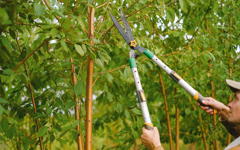 Tree trimming in Kingstree, SC
